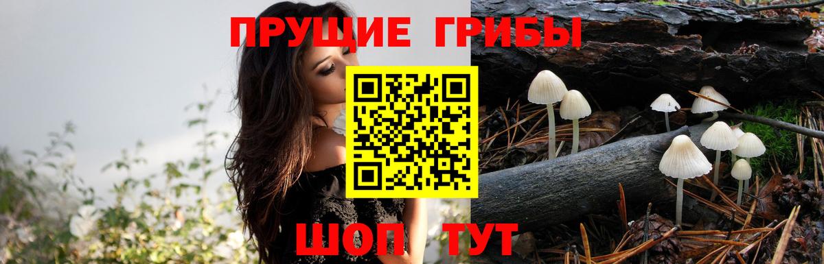 Заинск  Псилоцибиновые грибы MAGIC MUSHROOMS  Вход с VPN 